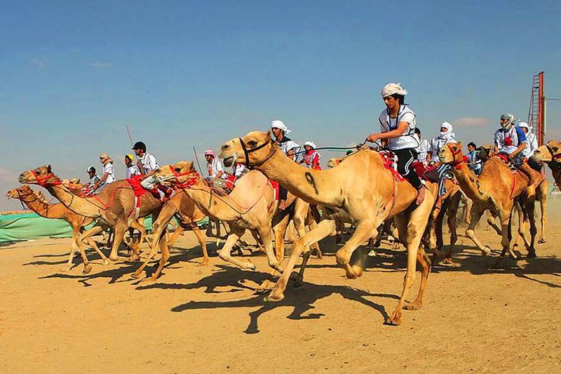 Верблюжьи гонки в Рас-Эль-Хайме